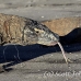 dragon_komodo_hsb_rinca_h_0799_kom2574.jpg